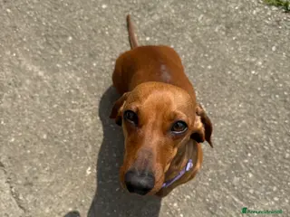 Bassotto cani Cuccioli di bassotto nano/kaninchen - Annuncio 4