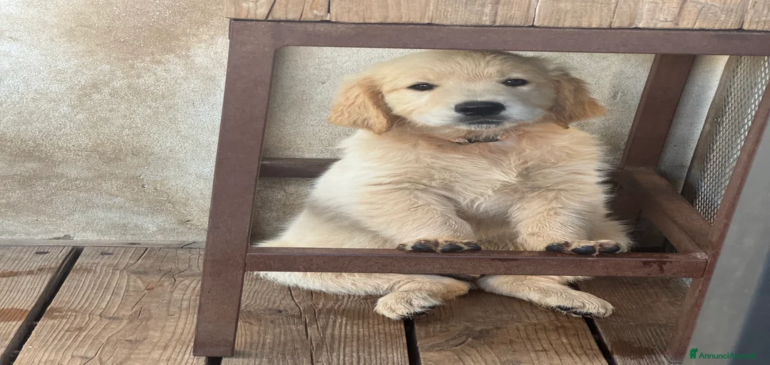 Immagine della galleria {{count}}