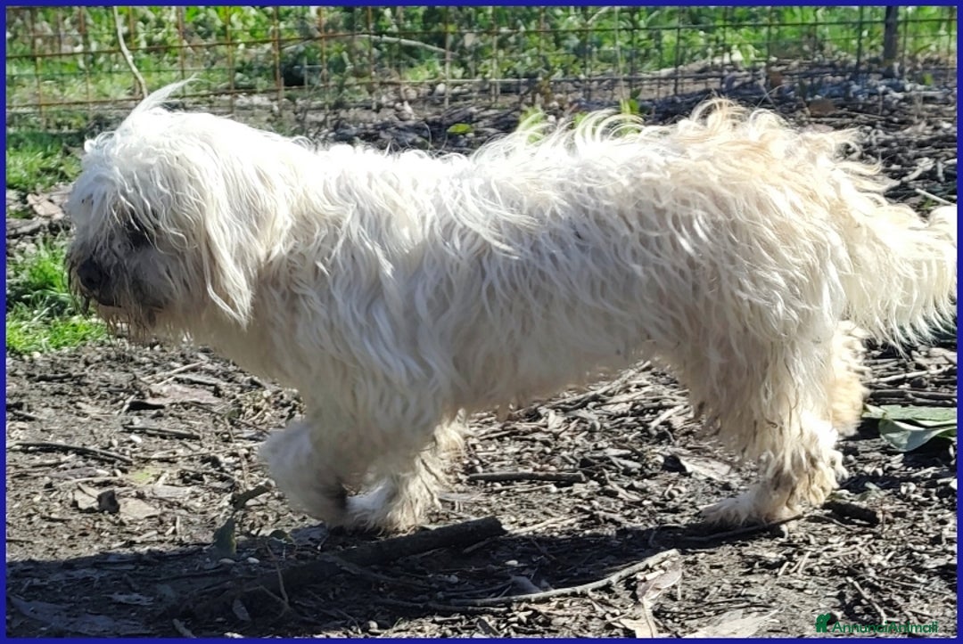 Meticcio cani in regalo: DELORIS VAN CARTIER, UN BATUFFOLO DI PELO  - Annuncio 9
