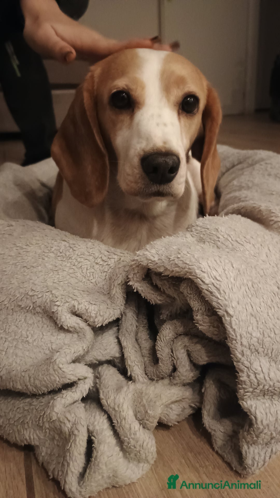 Beagle cani in regalo: Luna, Beagle femmina di 6 anni e mezzo cerca casa - Annuncio 3