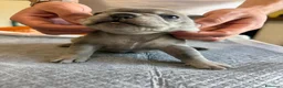 Bulldog Francese cani in vendita: bulldog francese  - Annuncio 31