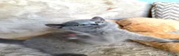 British gatti in vendita: Cucciolo maschio British Shorthir a Provincia di Cuneo - Annuncio 2