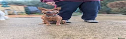 Meticcio cani in regalo: LAIKA CUCCIOLA DI TAGLIA PICCOLA CERCA CASA - Annuncio 2