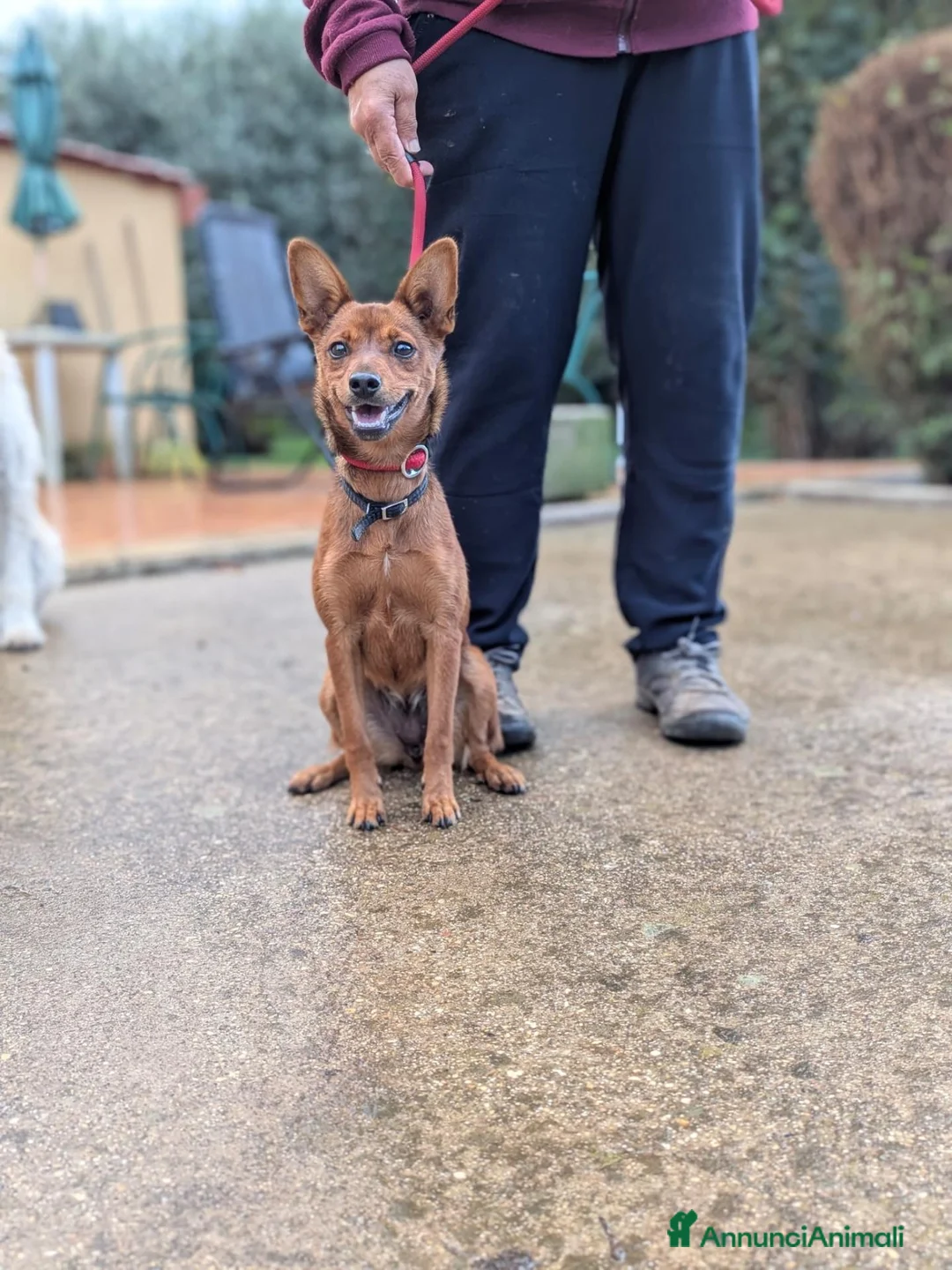 Meticcio cani in regalo: LAIKA CUCCIOLA DI TAGLIA PICCOLA CERCA CASA - Annuncio 2