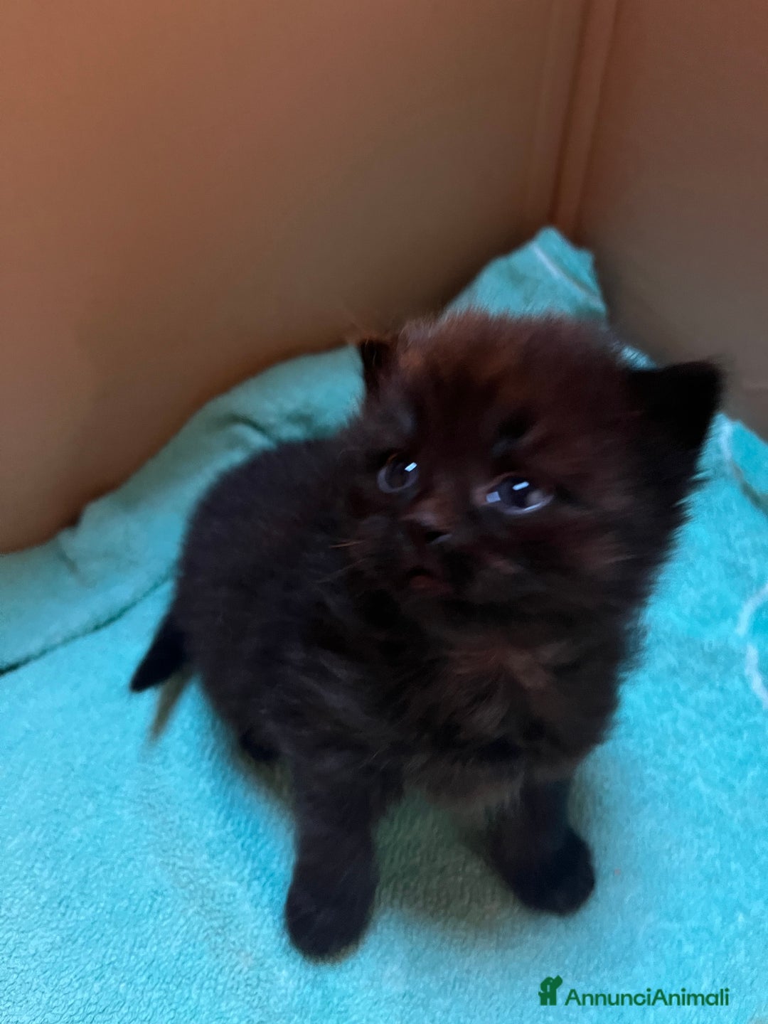 Siberiano gatti in vendita: Gattini siberiani  - Annuncio 8
