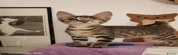 Meticcio gatti in regalo: Bellissimo, 3 mesi e mezzo  - Annuncio 1