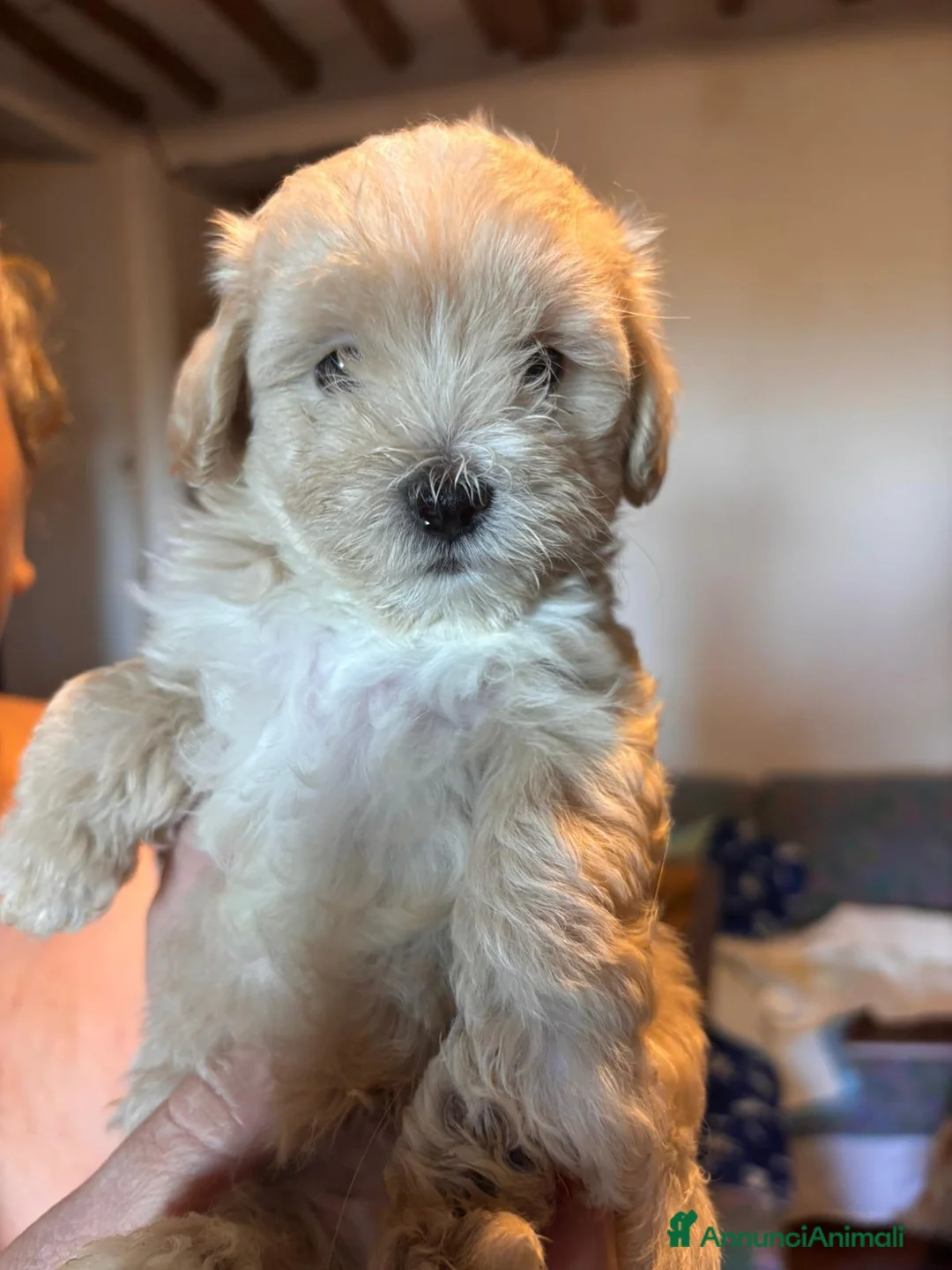 Maltipoo cani in vendita: Cucciolo di maltipoo - Annuncio 1