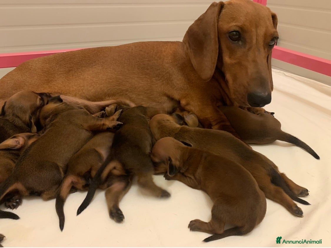 Bassotto cani CUCCIOLI BASSOTTO STANDARD PELO CORTO  - Annuncio 1