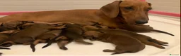 Bassotto cani in vendita: CUCCIOLI BASSOTTO STANDARD PELO CORTO  - Annuncio 1