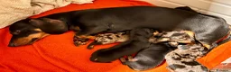 Bassotto cani in vendita: Cuccioli bassotto tedesco - Annuncio 1