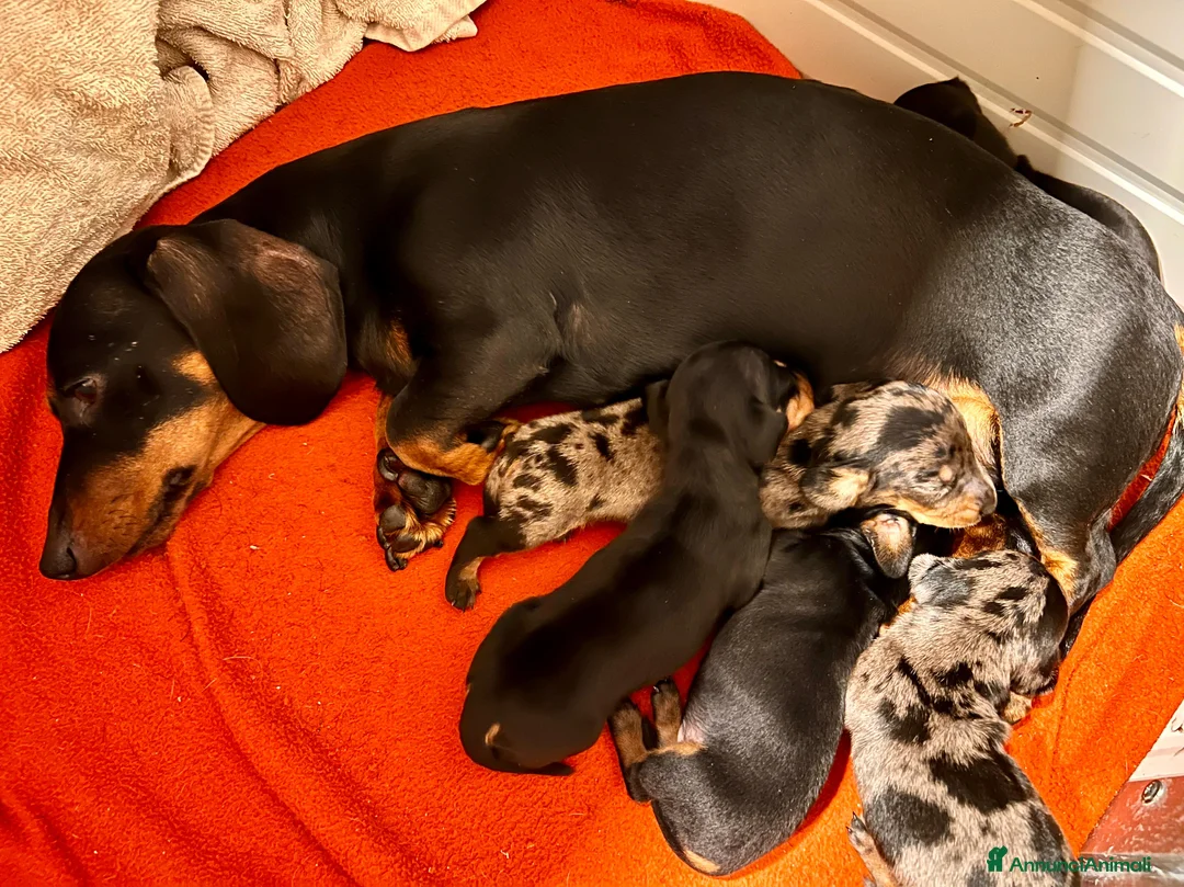 Bassotto cani in vendita: Cuccioli bassotto tedesco - Annuncio 1