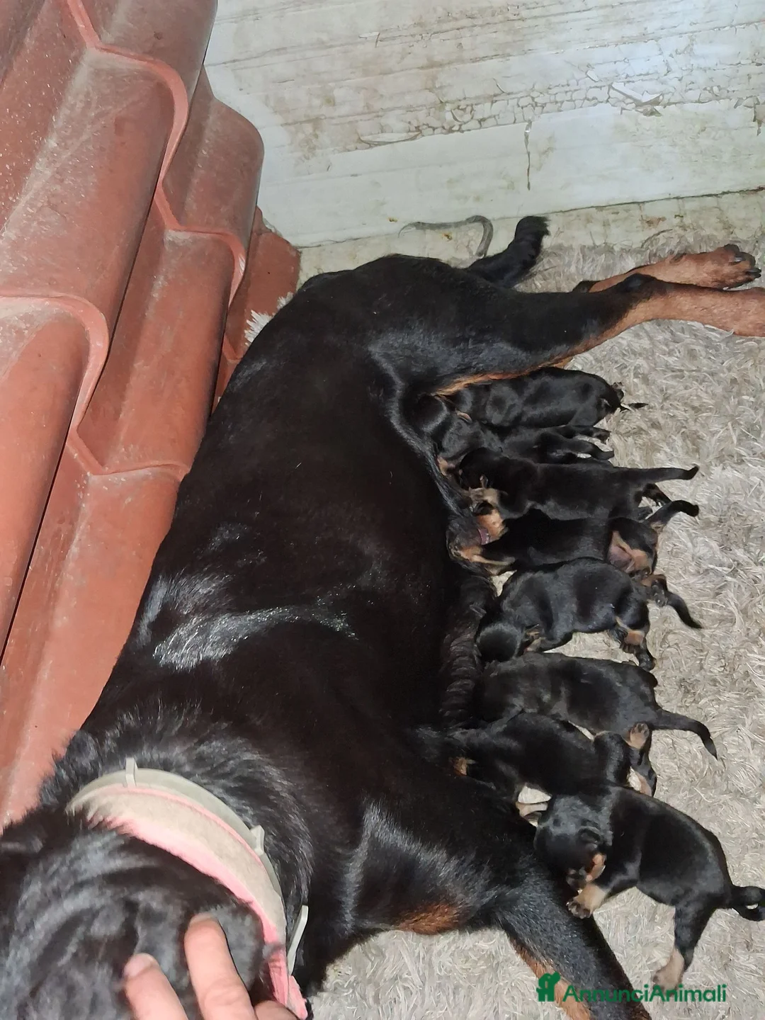 Rottweiler cani in vendita: Cuccioli di rottweiler  a Provincia di Alessandria - Annuncio 6