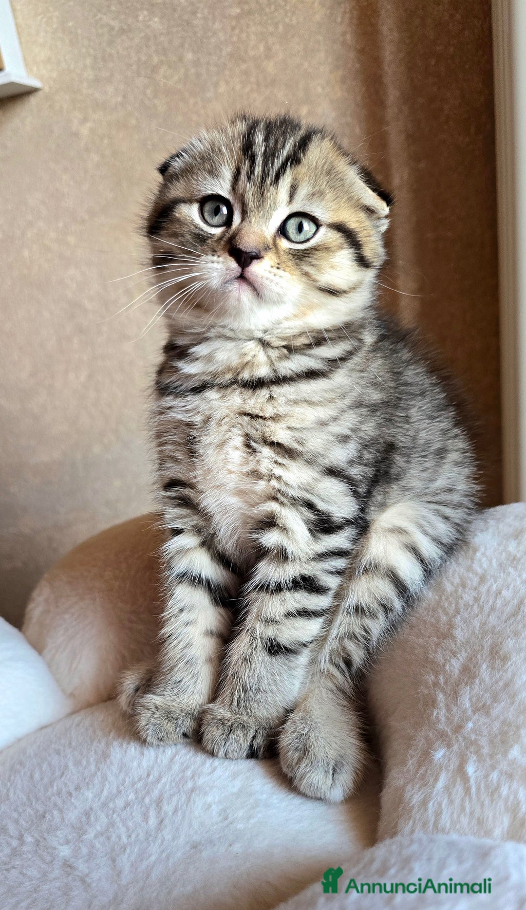 Scottish gatti in vendita: Cuccioli scottish fold e straight  a Provincia di Vicenza - Immagine 7