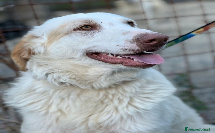 Meticcio cani - Annuncio 2