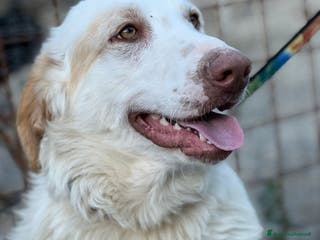 Meticcio cani Cracco molto affettuoso - Annuncio 30