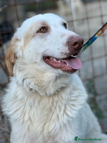 Meticcio cani Cracco molto affettuoso - Annuncio 18