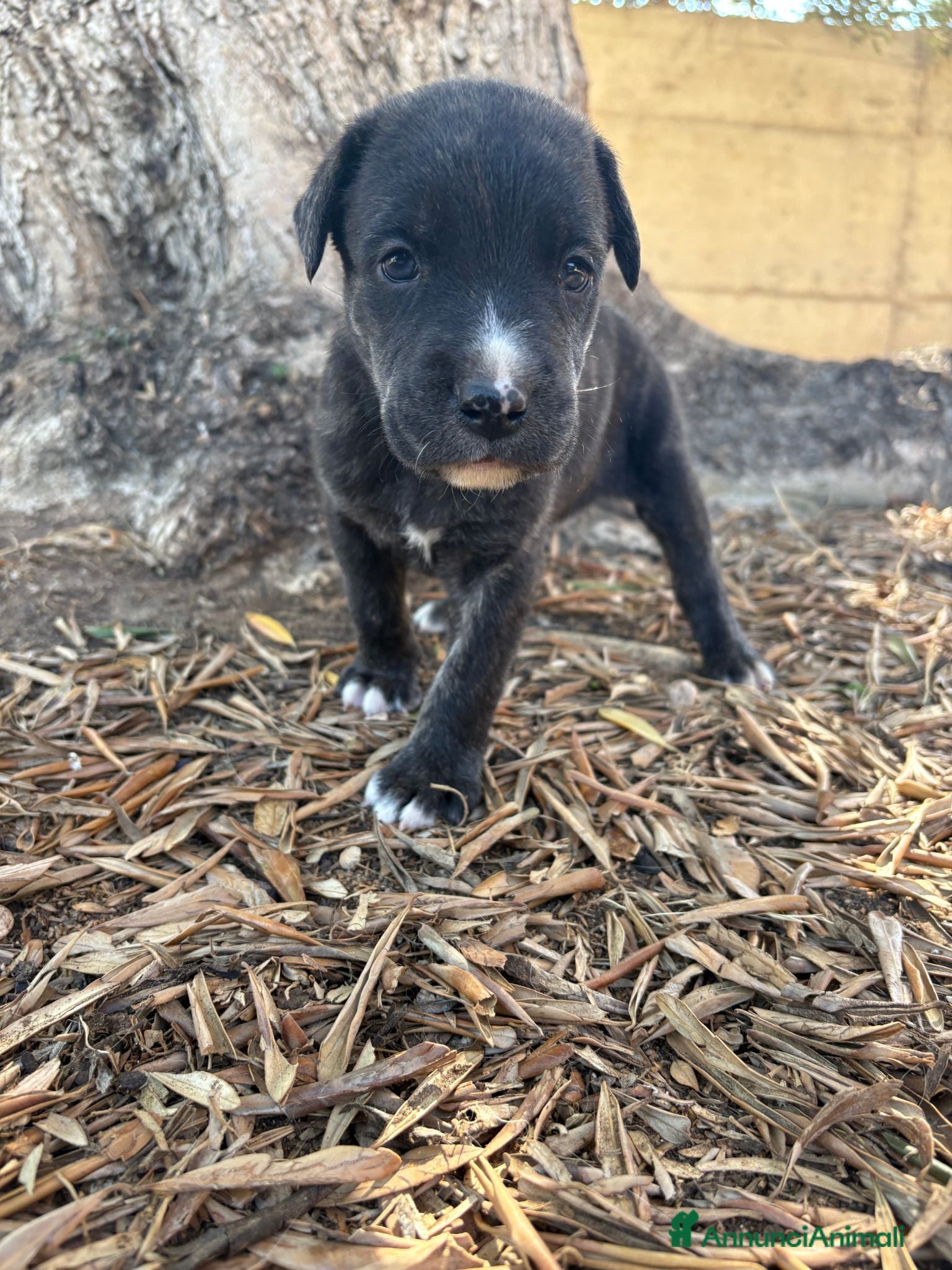 Meticcio cani REGALASI CUCCIOLI FUTURA TAGLIA MEDIA - Annuncio 21