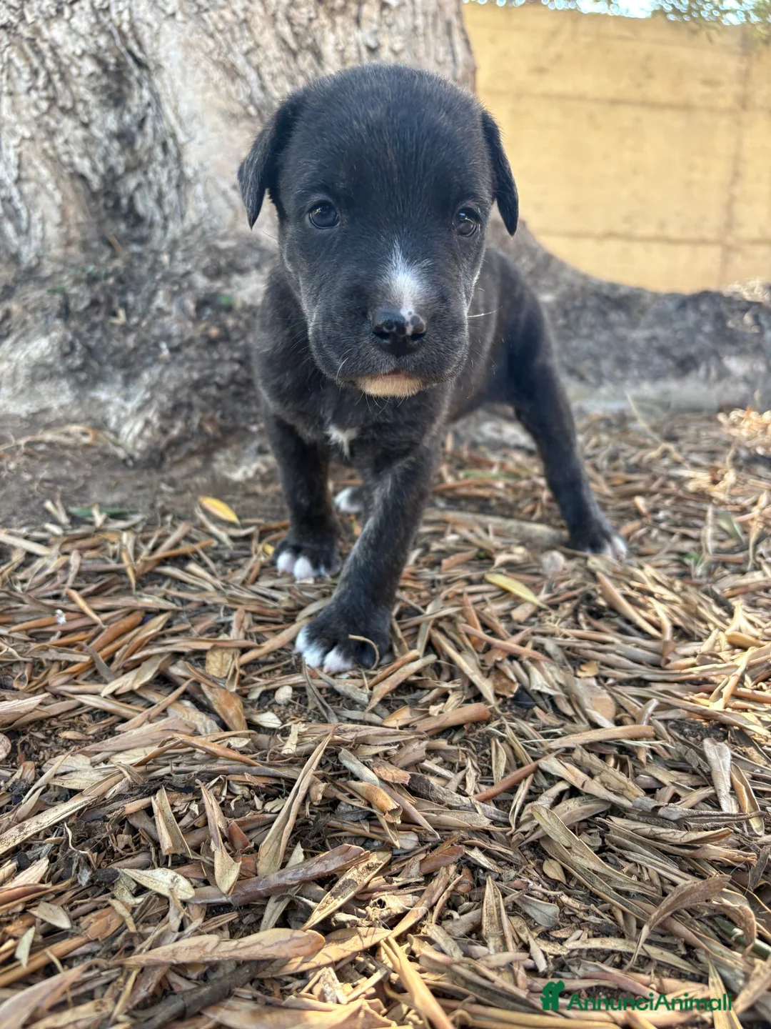 Meticcio cani in regalo: REGALASI CUCCIOLI FUTURA TAGLIA MEDIA - Annuncio 1