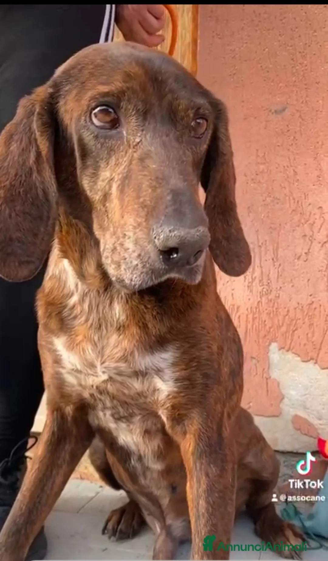 Meticcio cani in regalo: Carlo Segugio 5anni marroncino bello e buono.SICIL - Annuncio 6