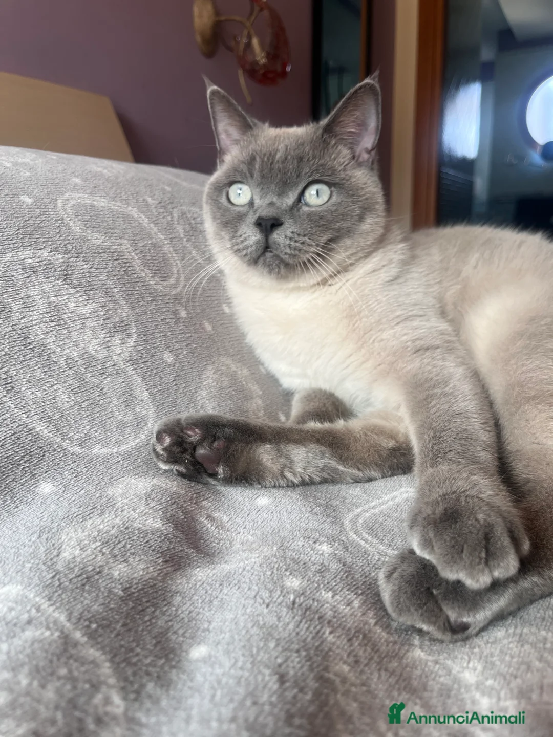 Scottish gatti per accoppiamento: Maschio per monta  - Annuncio 4