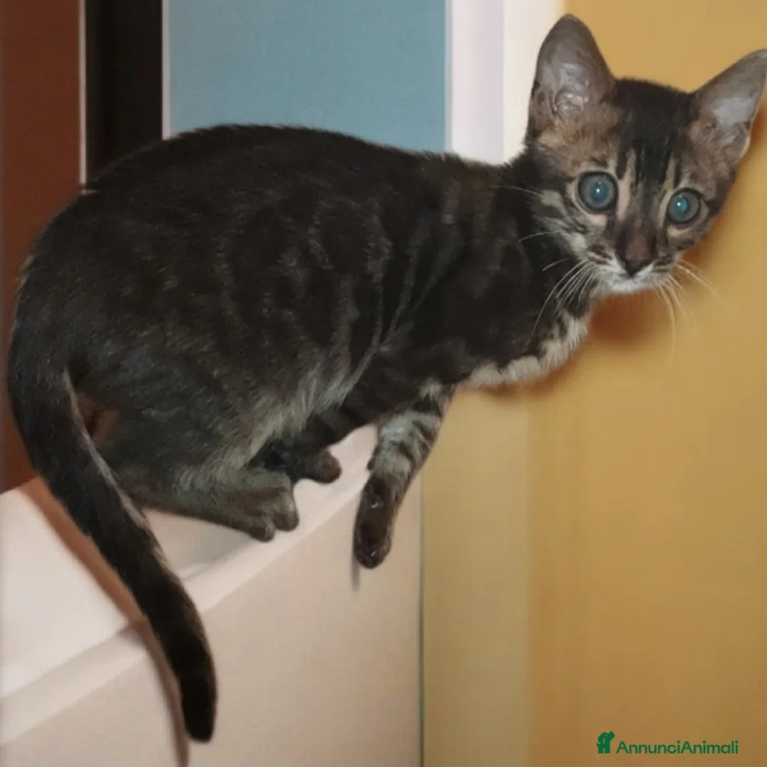 Bengala gatti in vendita: Bellissimi gattini del Bengala  - Annuncio 10