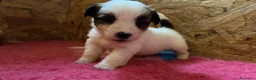 Jack Russell cani in vendita: Jack Russell terrier pelo ruvido  - Annuncio 6