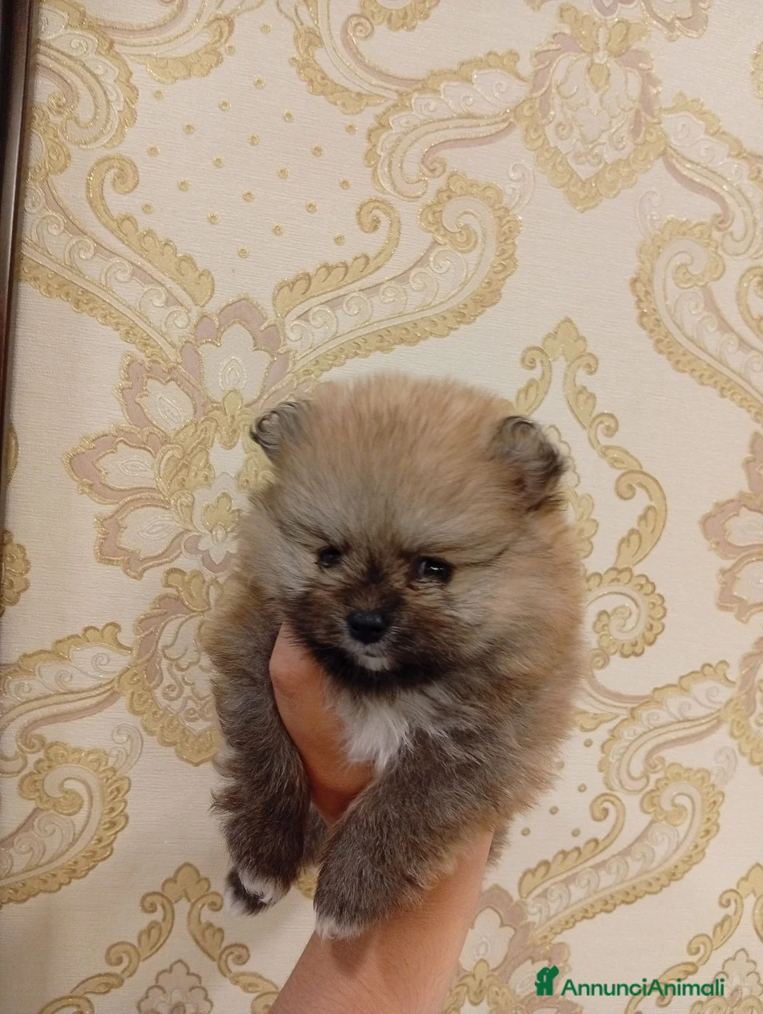 Spitz cani in vendita: Vendo cucciola di Spitz Pomerania  - Annuncio 1
