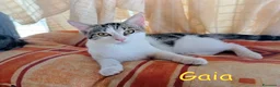 Europeo gatti in regalo: GINO E GAIA DOLCISSIMI GATTINI a Città metropolitana di Roma Capitale - Annuncio 3