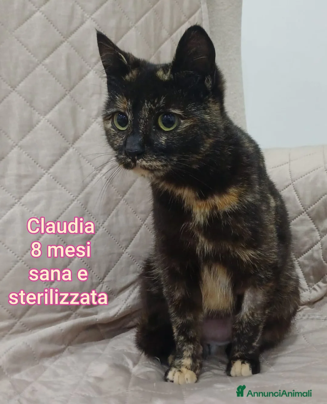 Altre razze gatti in regalo: SERVONO ADOZIONI PER SALVARLI  a Provincia di Modena - Annuncio 2