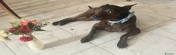 Meticcio cani in regalo: Mix Pinscher tigrato 4anni kg12 viveva soloCASERTA - Annuncio 6