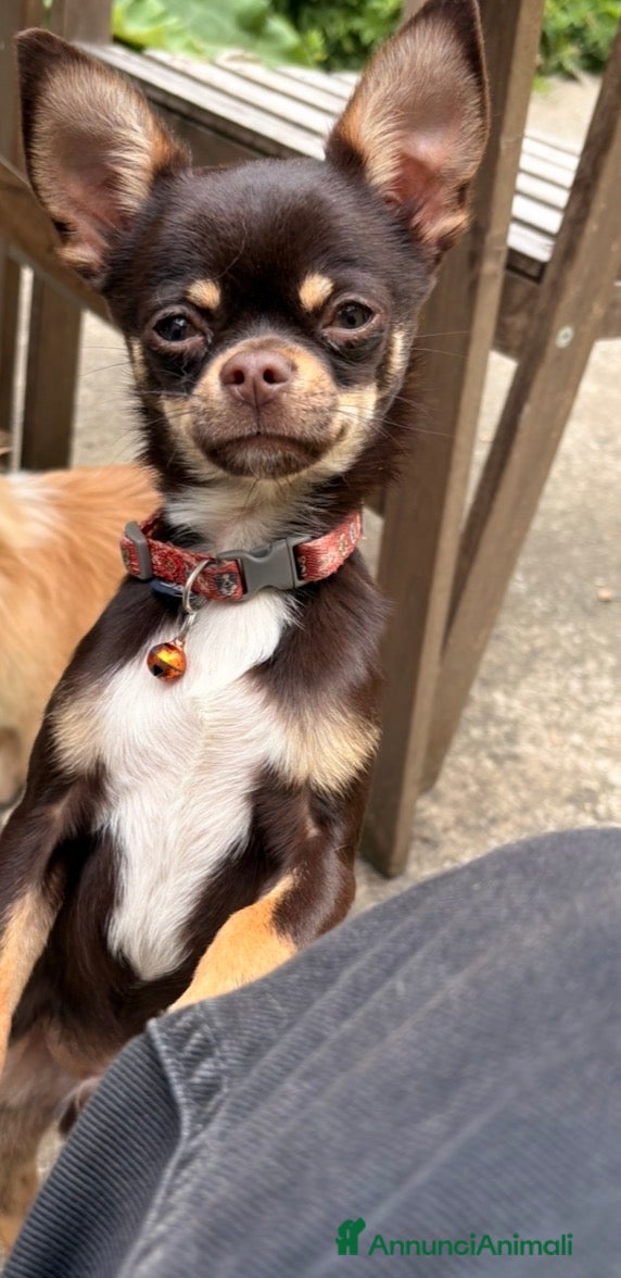 Chihuahua cani chihuahua - Annuncio 1