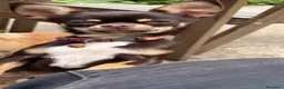 Chihuahua cani in vendita: chihuahua - Annuncio 1
