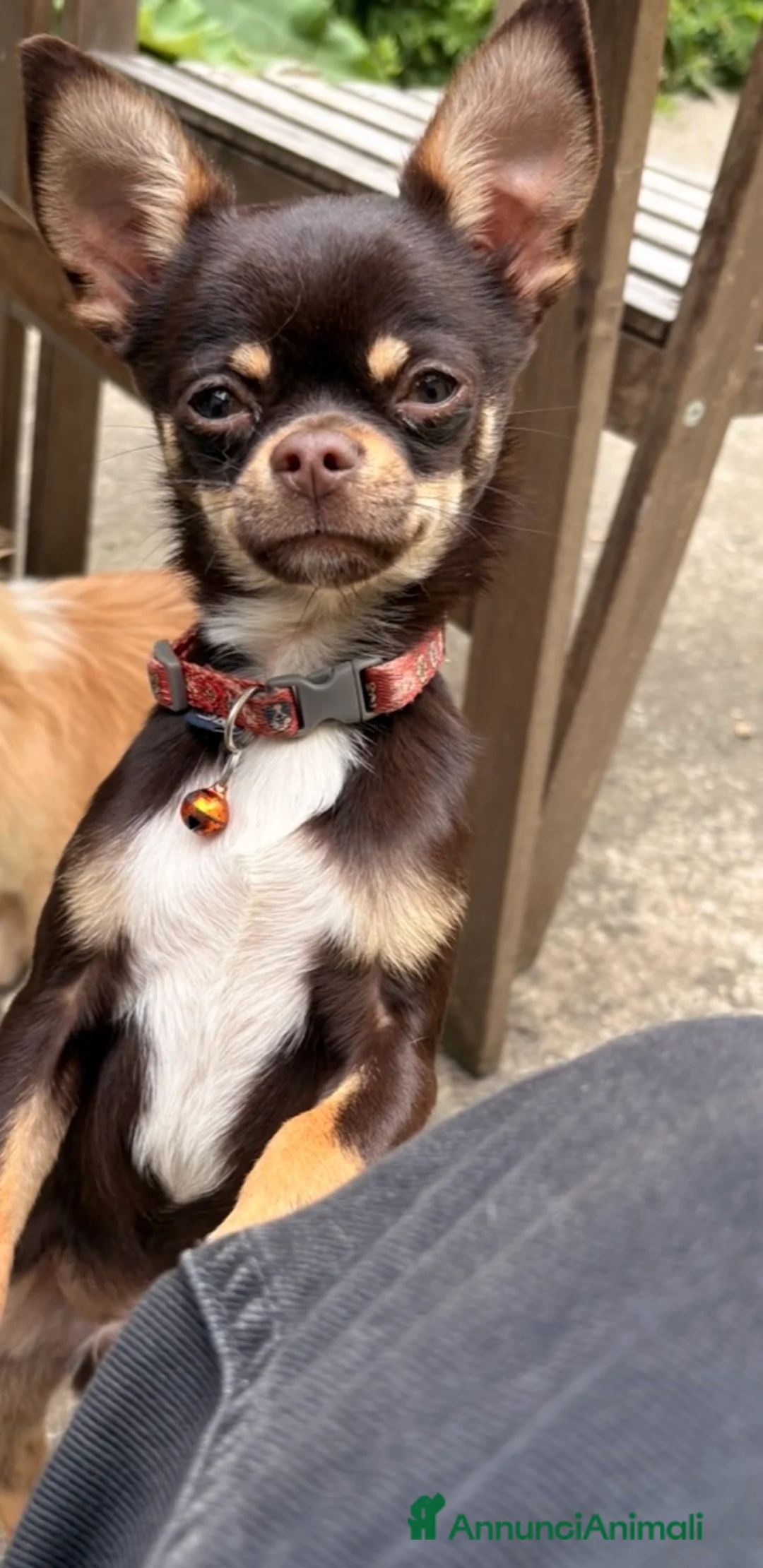 Chihuahua cani in vendita: chihuahua - Annuncio 1