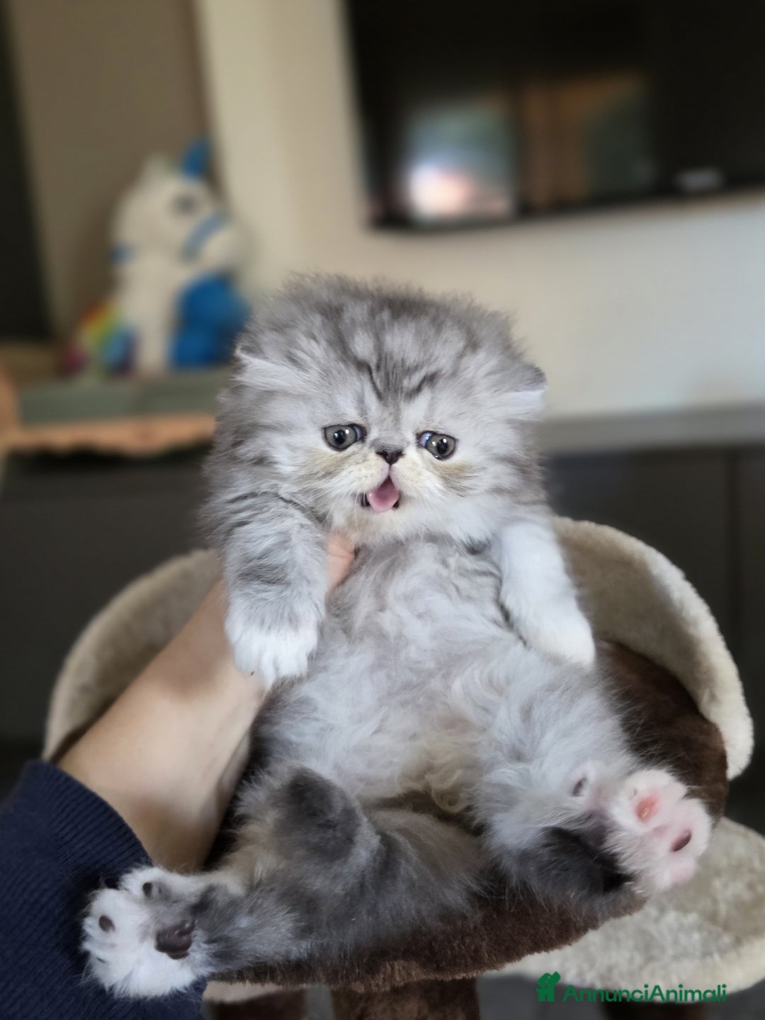 Persiano gatti in vendita: Persiani cuccioli  - Annuncio 4