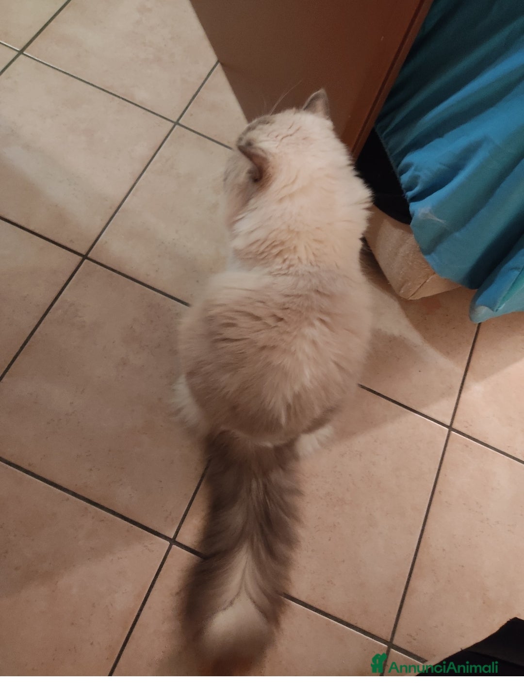 Ragdoll gatti per accoppiamento: Ragdoll maschio con pedigree disponibile per monta - Annuncio 5