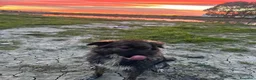 Meticcio cani in regalo: MIA 🩷 UNA FORZA DELLA NATURA CERCA CASA a Provincia di Pesaro e Urbino - Annuncio 3