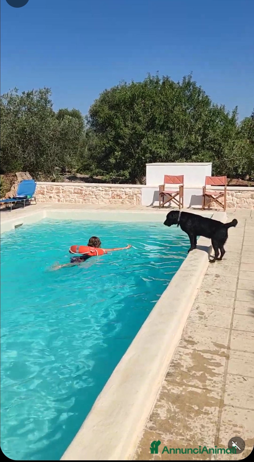 Labrador cani in vendita: Labrador  a Città metropolitana di Roma Capitale - Immagine 9