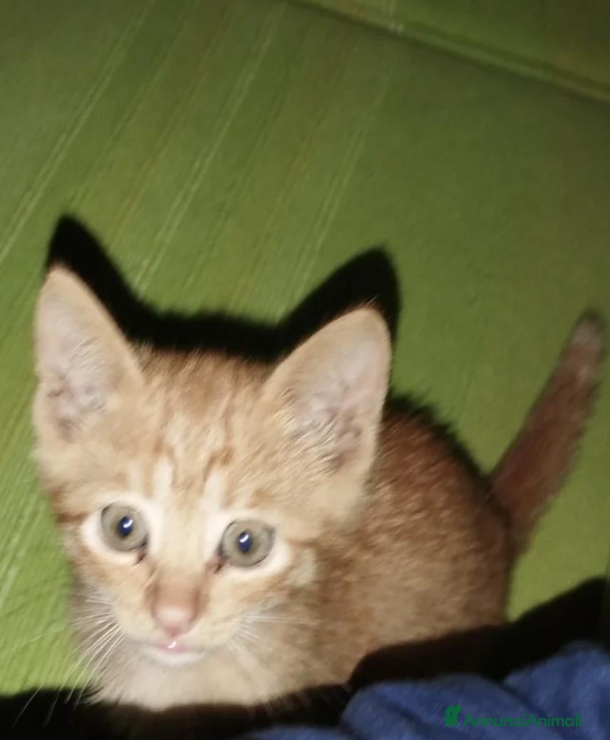 Europeo gatti ULTIMO GATTINO ARANCIONE  - Annuncio 3