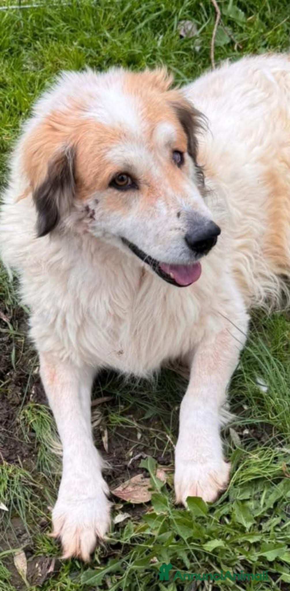 Meticcio cani ADOZ.DEL💔:1occhio velato,cuore immenso,mai scelto - Annuncio 4