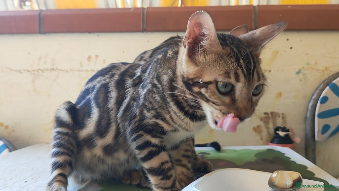 Bengala gatti in vendita: Gatto del Bengala maschietto  a Provincia di Teramo - Immagine 8
