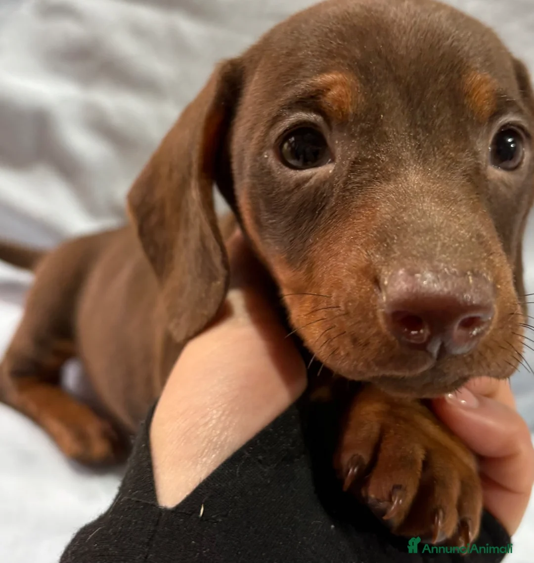 Bassotto cani in vendita: BASSOTTO - Annuncio 2