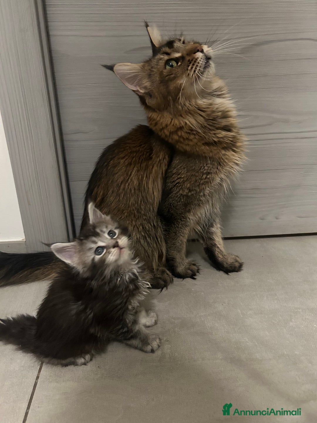 Maine Coon gatti in vendita: Maine coon con pedigree  - Annuncio 12