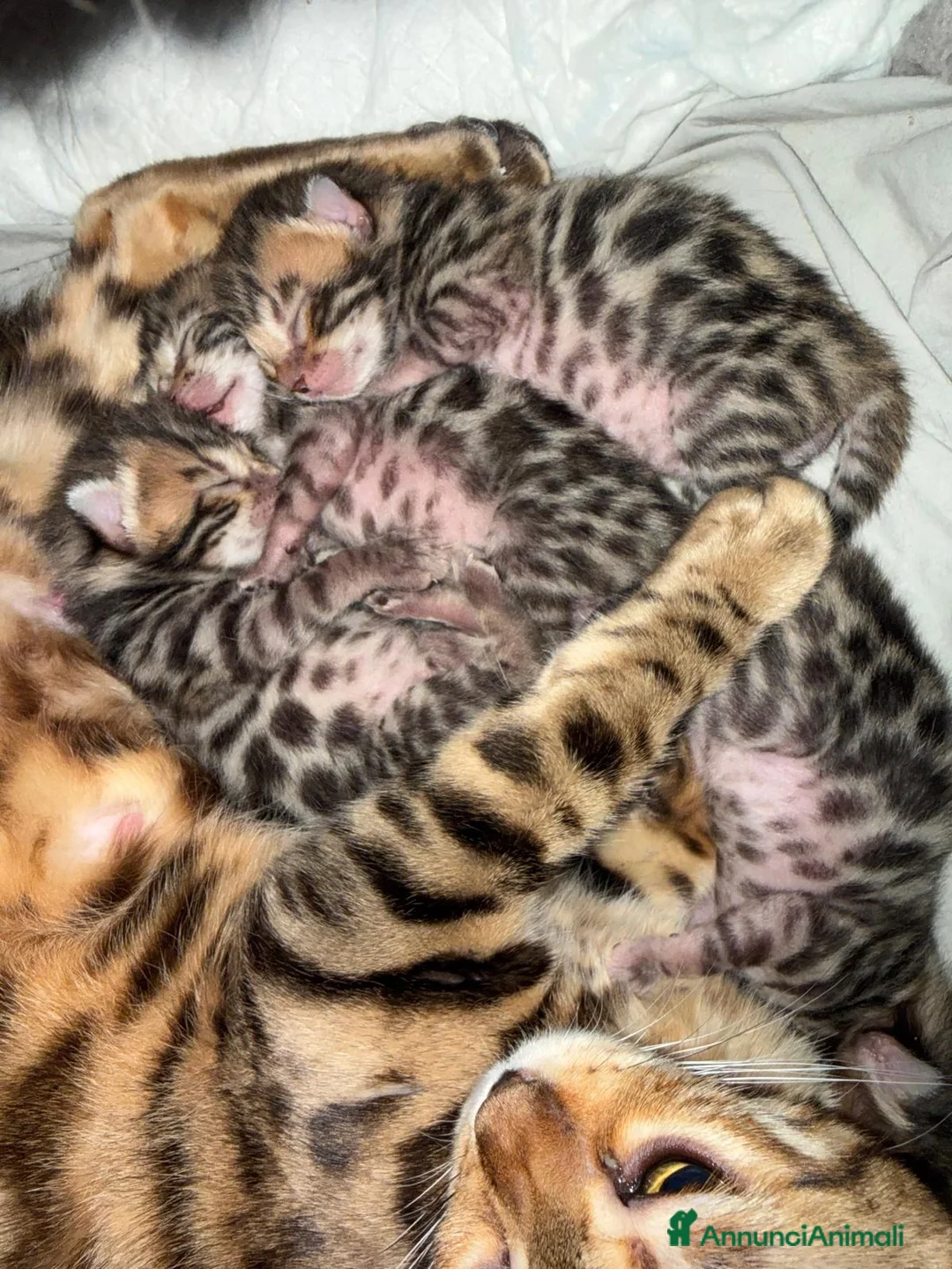 Bengala gatti in vendita: Gattini Bengala con Pedigree - Annuncio 2