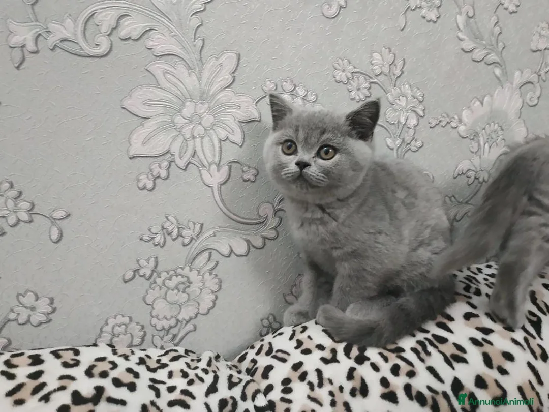 British gatti in vendita: British Shorthair  - Annuncio 3