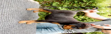 Rottweiler Cucciolo 3