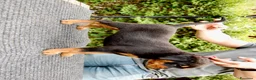 Rottweiler cani in vendita: Rottweiler - Annuncio 5