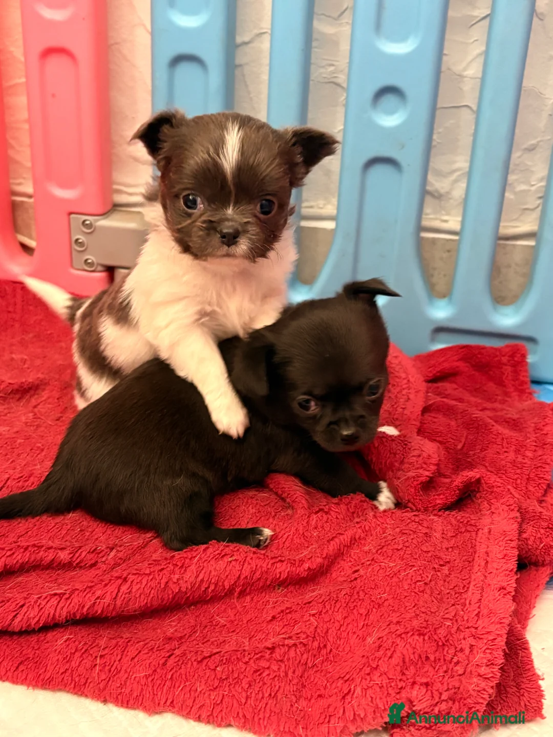 Chihuahua cani in vendita: Chihuahua  - Annuncio 2