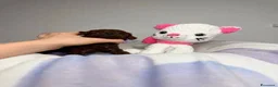 Barboncino Toy cani in vendita: Cuccioli di Barboncino Toy Teddy - Annuncio 11