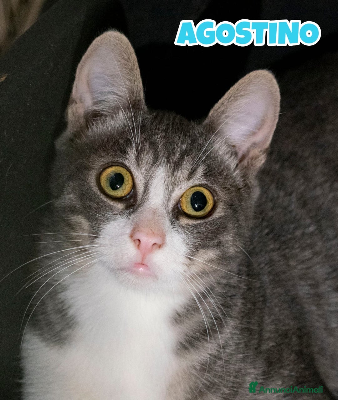 Europeo gatti in regalo: Agostino un micino dagli occhi magnetici  - Annuncio 1