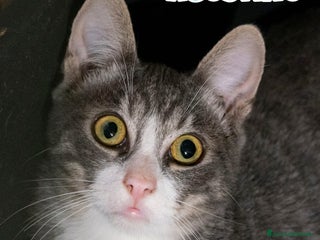 Europeo gatti Agostino un micino dagli occhi magnetici - Annuncio 29